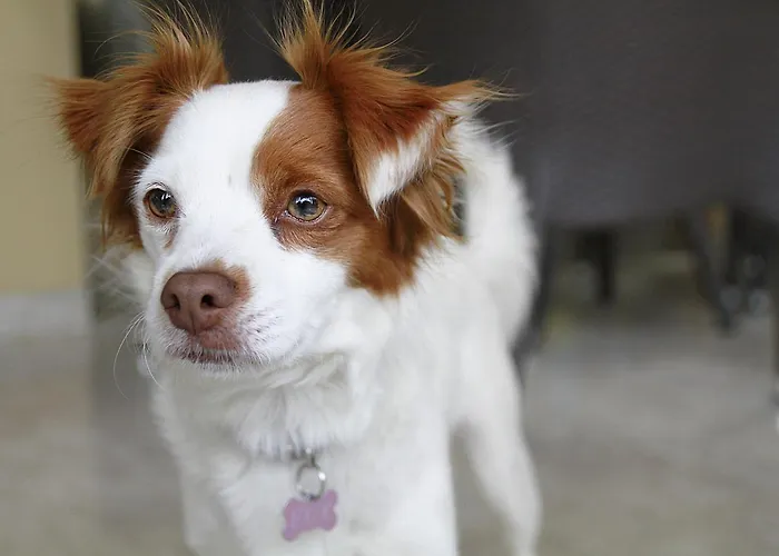 Szálloda Bellerofonte